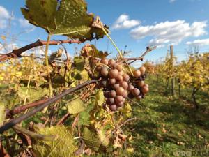 Prodej vinného sklepa, Mutěnice, 120 m2