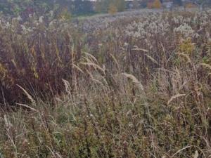 Prodej pole, Dubňany, 2371 m2