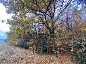 Prodej lesa, Srbice - Těšovice, 1109 m2