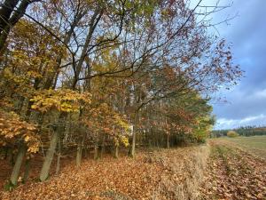 Prodej lesa, Srbice - Těšovice, 1109 m2