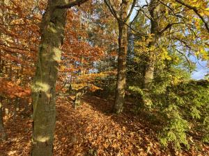 Prodej lesa, Srbice - Těšovice, 1109 m2