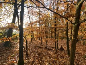 Prodej lesa, Srbice - Těšovice, 1109 m2