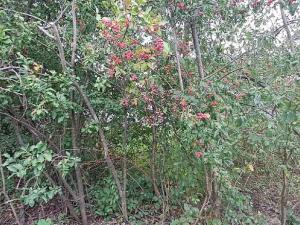 Prodej komerčního pozemku, Měšice, 2035 m2