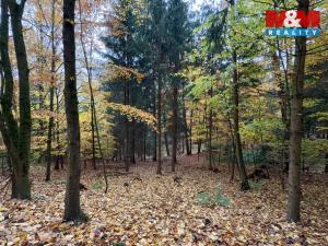 Prodej lesa, Jestřebí, 6855 m2