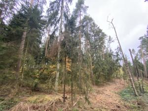 Prodej lesa, Srbice - Těšovice, 3279 m2