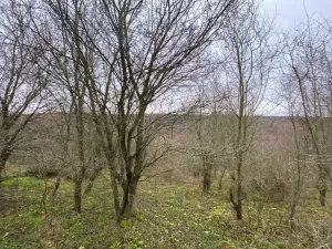 Dražba lesa, Šarovy, 11619 m2