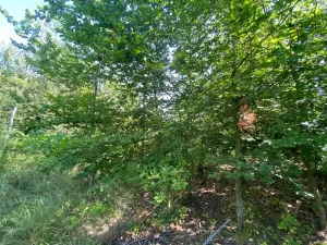 Dražba lesa, Kožichovice, 2269 m2