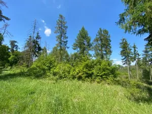 Dražba lesa, Kropáčova Vrutice, 15167 m2