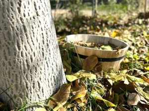 Prodej rodinného domu, Jiřice u Moravských Budějovic, 137 m2