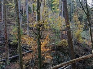 Prodej lesa, Horní Loučky, 11258 m2