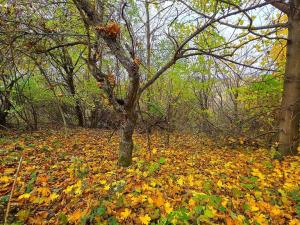 Prodej rodinného domu, Uhřice, 60 m2