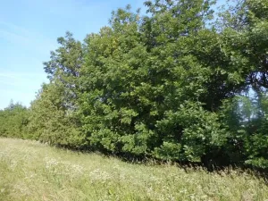 Prodej lesa, Meziříčko, 4066 m2