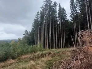 Prodej podílu lesa, Libňatov, 84826 m2