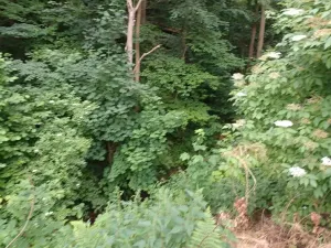 Dražba pozemku, Děčín, 2255 m2