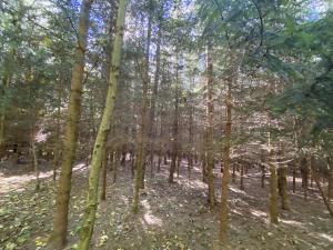 Prodej lesa, Lánov - Horní Lánov, 15996 m2