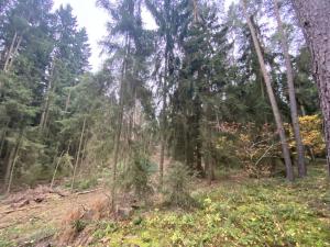 Prodej lesa, Srbice - Těšovice, 3279 m2