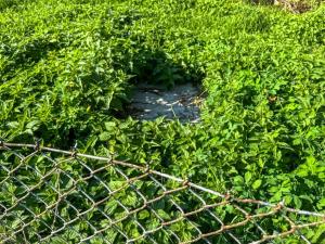 Prodej pozemku pro bydlení, Janov, 1176 m2