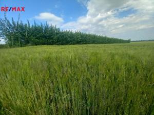 Prodej pole, Doubravice, 17750 m2