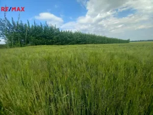 Prodej pole, Doubravice, 17750 m2