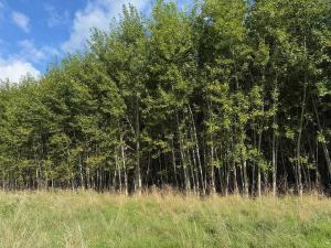 Prodej pole, Česká Kamenice, 108179 m2