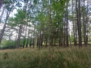 Prodej lesa, Pelhřimov, 1759 m2