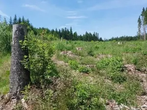 Prodej lesa, Častrov, 5341 m2