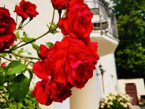 Prodej vícegeneračního domu, Třebušín, 750 m2