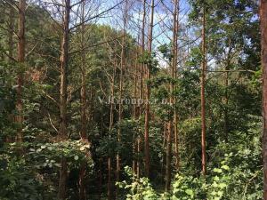 Prodej lesa, Bradlec, 4578 m2