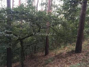 Prodej lesa, Bradlec, 4578 m2