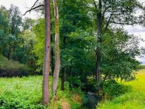 Prodej louky, Rybníky, 1277 m2