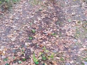 Prodej lesa, Suchdol nad Lužnicí, 4550 m2