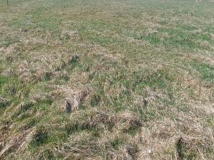 Prodej pozemku pro bydlení, Heřmanov - Fojtovice, 1263 m2