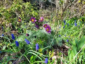 Prodej zahrady, Stříbro, Přemyslova, 1007 m2