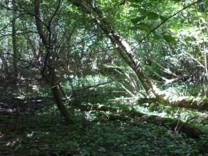 Prodej pozemku, Přídolí - Všeměry, 3581 m2