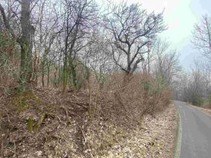 Prodej pozemku, Třebenice - Medvědice, 4154 m2