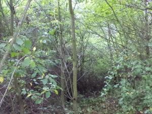 Prodej pozemku, Skuteč, 1714 m2