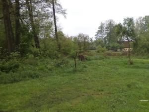 Dražba louky, Vlčice, 1387 m2