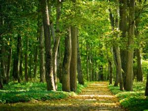 Pronájem rodinného domu, Trnová, 198 m2