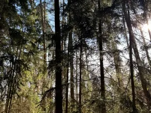 Prodej pozemku, Slabčice, 9236 m2