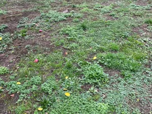 Prodej pozemku pro bydlení, Kladruby, 931 m2