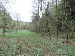 Prodej lesa, Osečná, 3006 m2