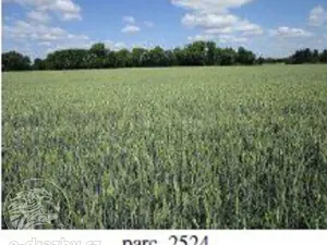 Dražba pole, Brno, 7587 m2