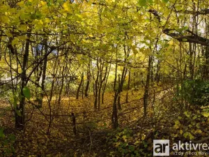 Prodej zahrady, Brno, Jámy, 2116 m2