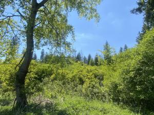 Prodej lesa, Kropáčova Vrutice - Sušno, 15167 m2