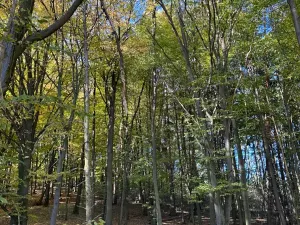 Prodej lesa, Mohelnice, 6148 m2