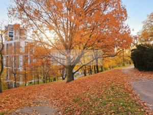 Pronájem bytu 2+kk, Praha - Žižkov, Olgy Havlové, 52 m2