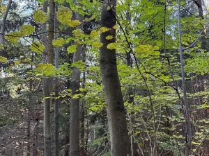 Prodej lesa, Ruda nad Moravou, 21892 m2