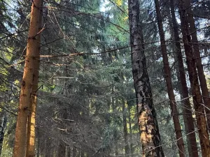 Prodej lesa, Ruda nad Moravou, 21892 m2