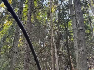 Prodej lesa, Ruda nad Moravou, 21892 m2