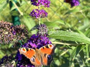 Prodej chaty, Třebíč, ZK Poušov II., 30 m2